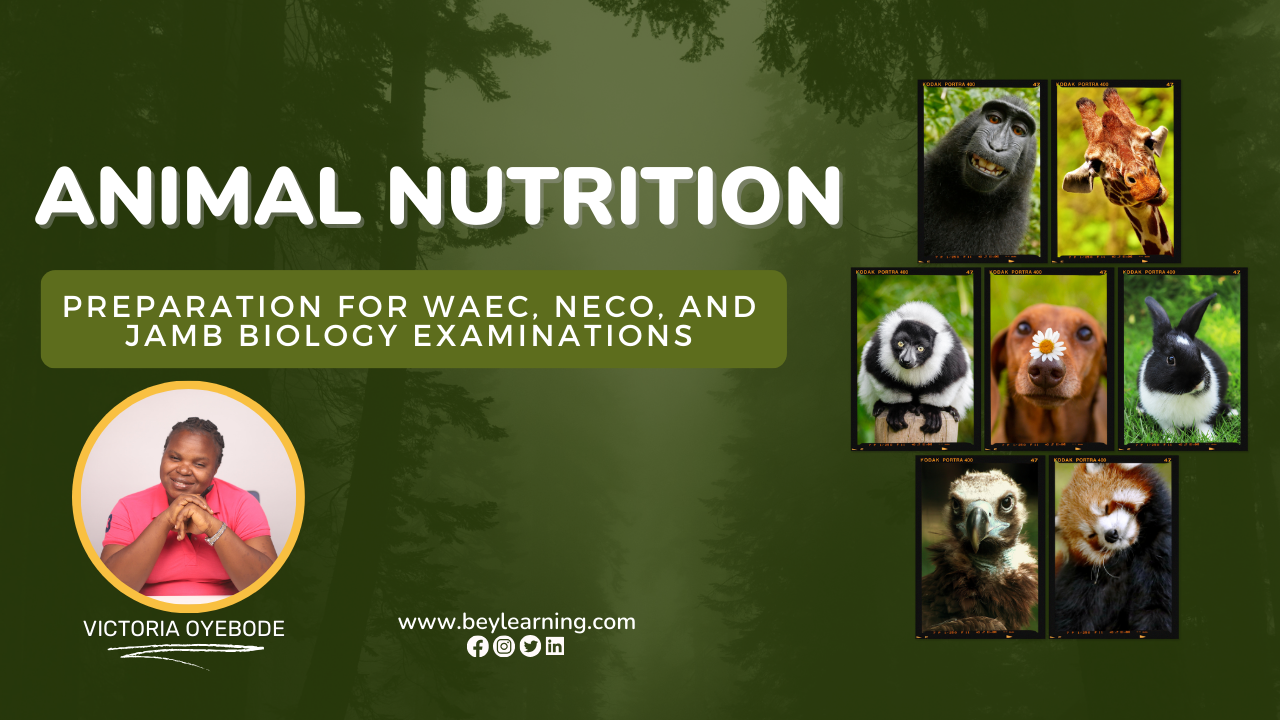 Biology Exam Preparation: Animal Nutrition